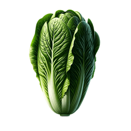 Romaine lettuce